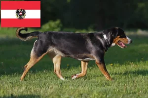 Read more about the article Great Swiss Mountain Dog breeders and puppies in Austria