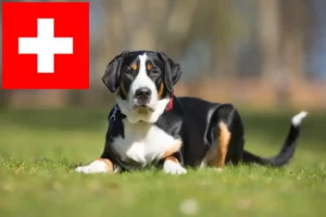 Read more about the article Great Swiss Mountain Dog breeder and puppies in Switzerland