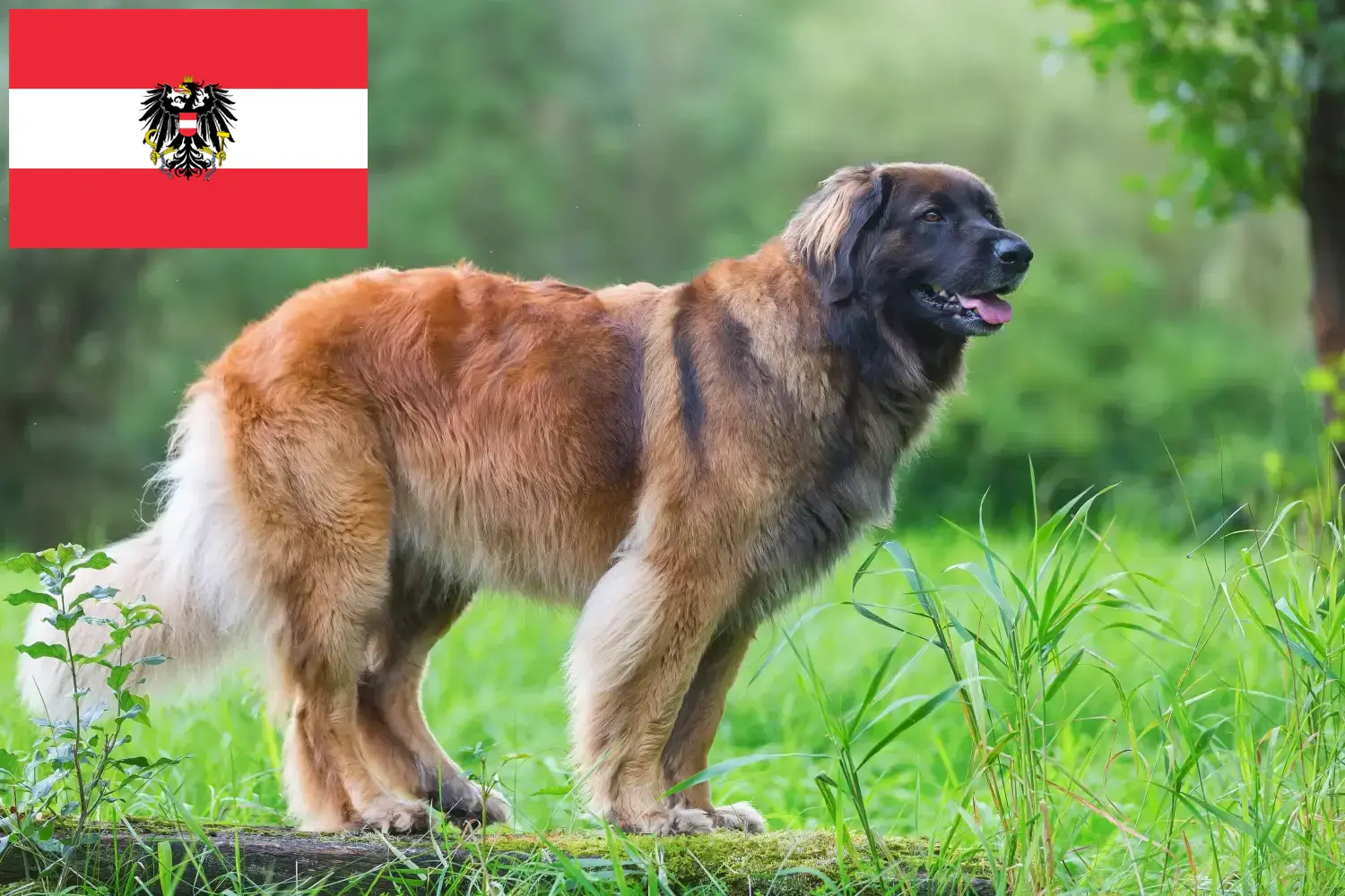 Leonberger puppies and breeders Austria Here you can find Leonberger breeders in Austria.