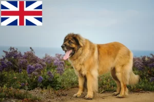 Read more about the article Leonberger breeders and puppies in Great Britain
