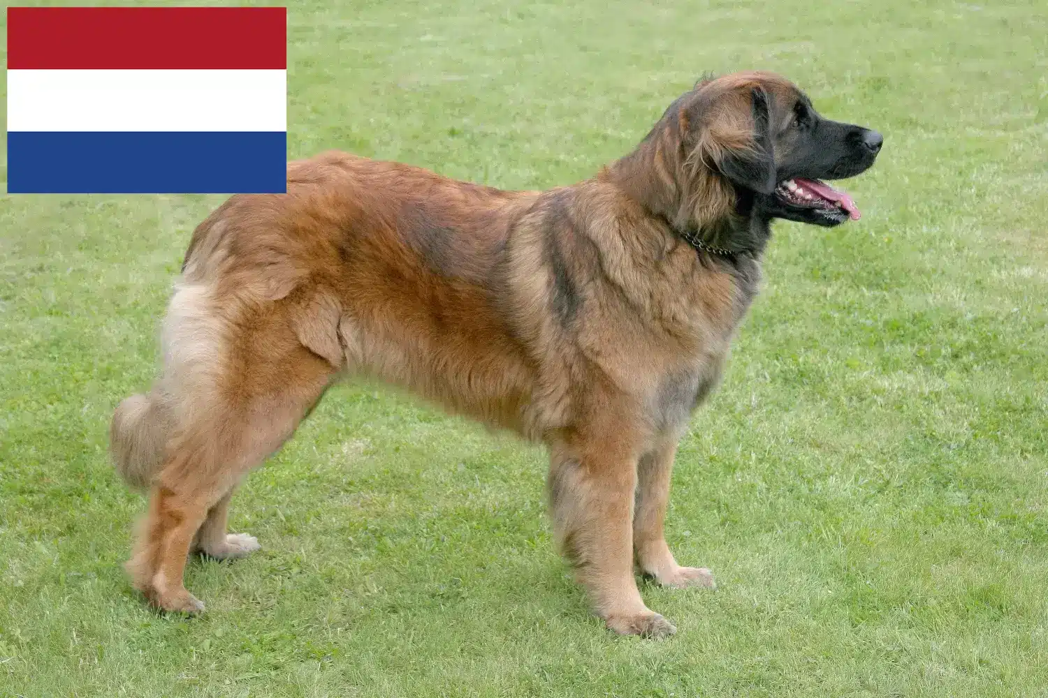 Read more about the article Leonberger breeders and puppies in the Netherlands