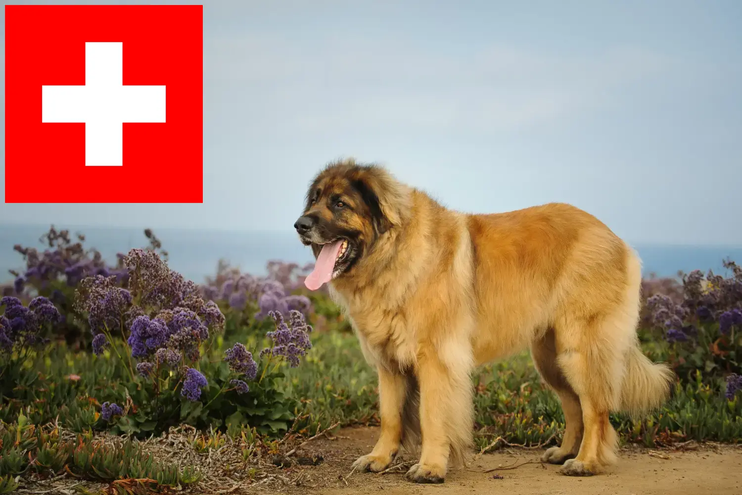 Leonberger puppies and breeders Switzerland Here you can find Leonberger breeders in Switzerland.