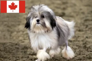 Read more about the article Lion breeders and puppies in Canada