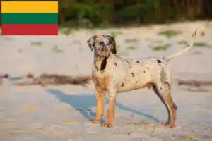 Read more about the article Louisiana Catahoula Leopard Dog Breeder and Puppies in Lithuania