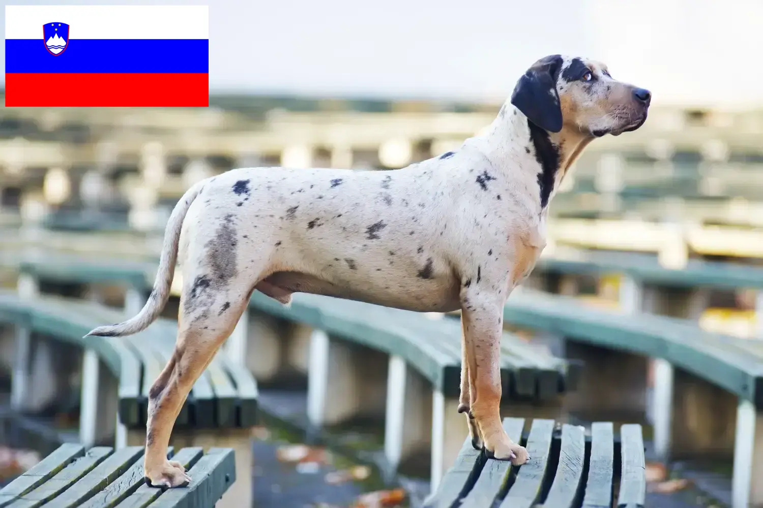 Read more about the article Louisiana Catahoula Leopard Dog Breeder and Puppies in Slovenia