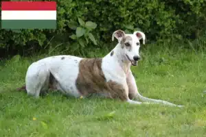 Read more about the article Magyar Agar breeders and puppies in Hungary