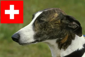Read more about the article Magyar Agar breeders and puppies in Switzerland