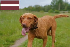 Read more about the article Magyar Vizsla breeders and puppies in Latvia