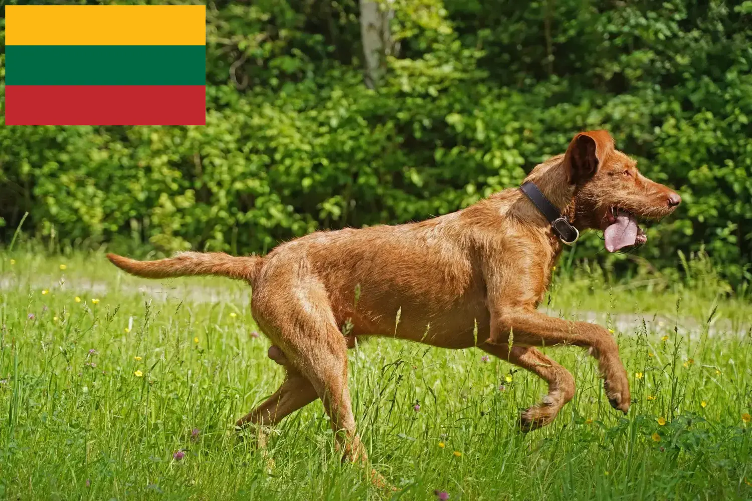 Magyar Vizsla puppies and breeders Lithuania Here you can find Magyar Vizslas breeders in Lithuania.