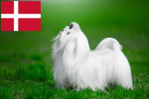 Read more about the article Maltese breeders and puppies in Denmark