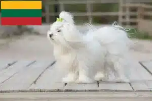 Read more about the article Maltese breeders and puppies in Lithuania