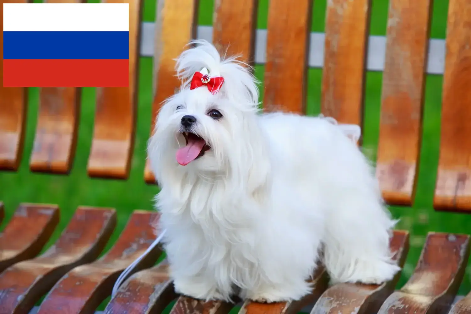 Read more about the article Maltese breeders and puppies in Russia