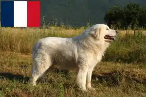 Read more about the article Maremma Abruzzo Sheepdog breeders and puppies in France