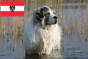 Read more about the article Mastín del Pirineo breeders and puppies in Austria