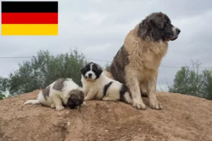 Read more about the article Mastín del Pirineo breeders and puppies in Germany