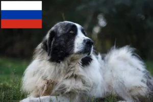 Read more about the article Mastín del Pirineo breeders and puppies in Russia