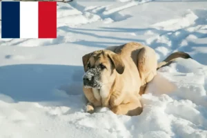Read more about the article Mastín Español breeders and puppies in France