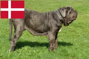 Read more about the article Mastino Napoletano breeders and puppies in Denmark