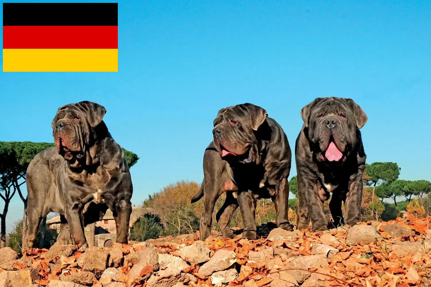 Read more about the article Mastino Napoletano breeders and puppies in Germany