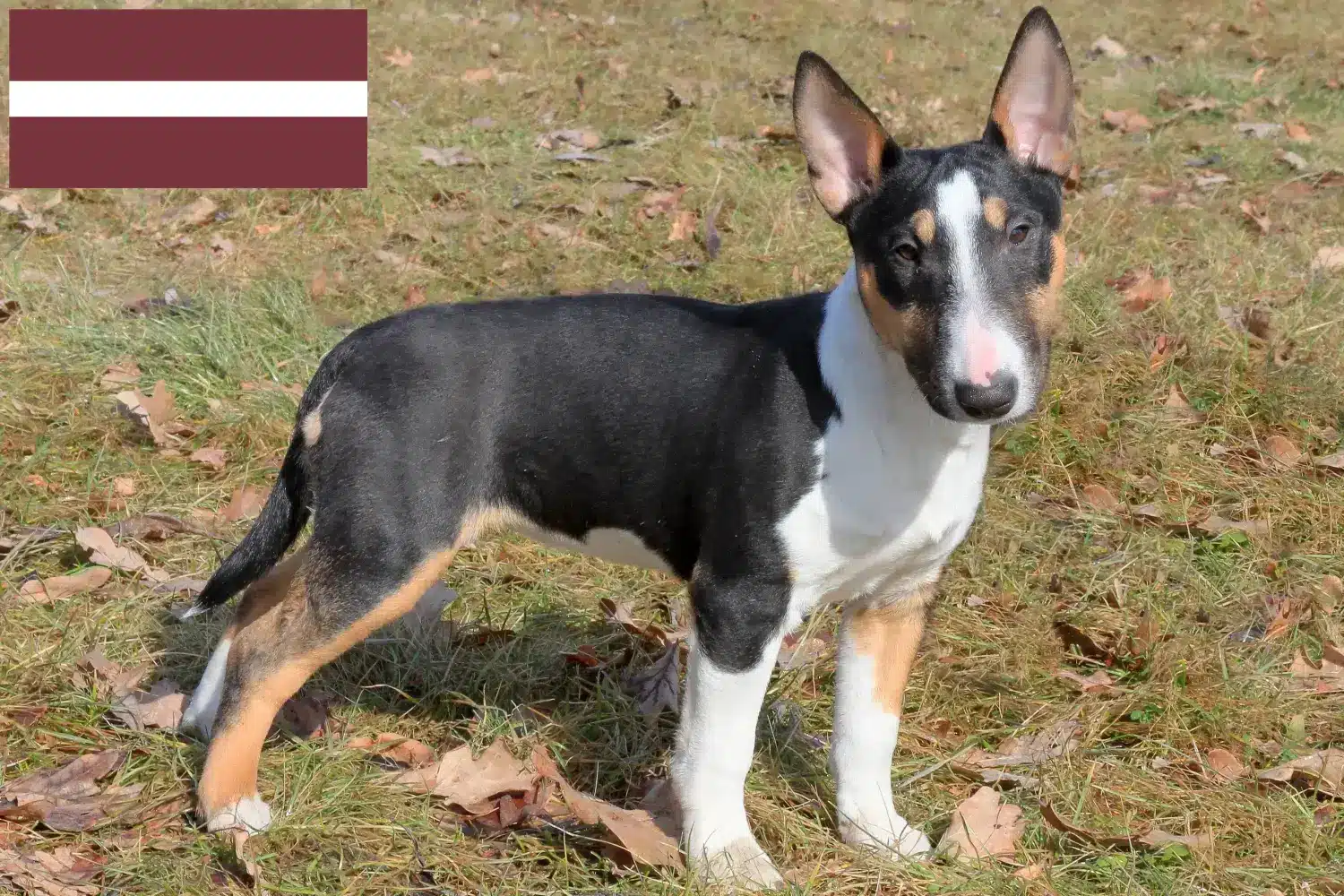 Miniature Bull Terrier puppies and breeders Latvia Find Miniature Bull Terrier breeders in Latvia.
