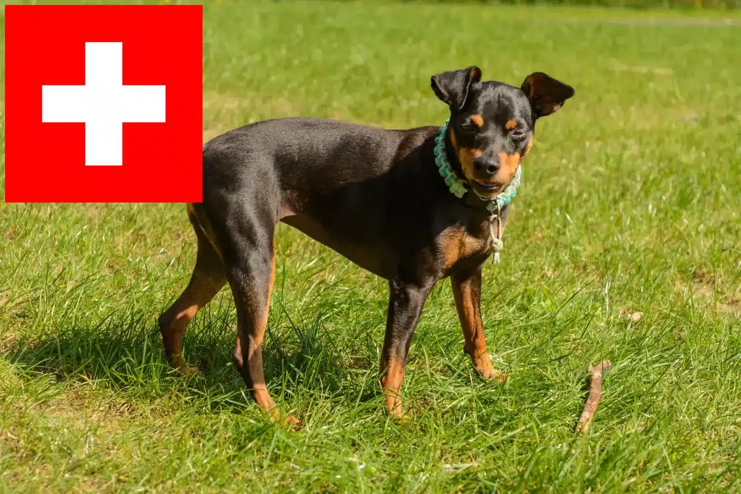 Dwarf Pinscher puppies and breeders Switzerland Here you can find Dwarf Pinscher breeders in Switzerland.