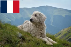 Read more about the article Mioritic breeders and puppies in France