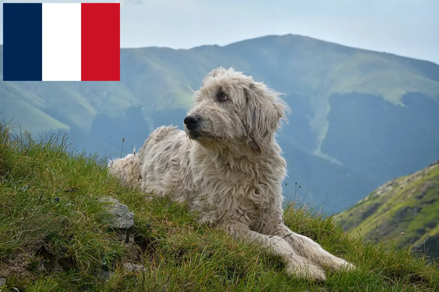 Read more about the article Mioritic breeders and puppies in France