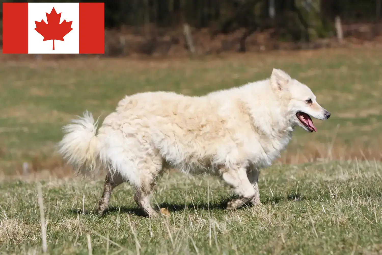 Mudi puppies and breeders Canada Find Mudi breeders in Canada here.
