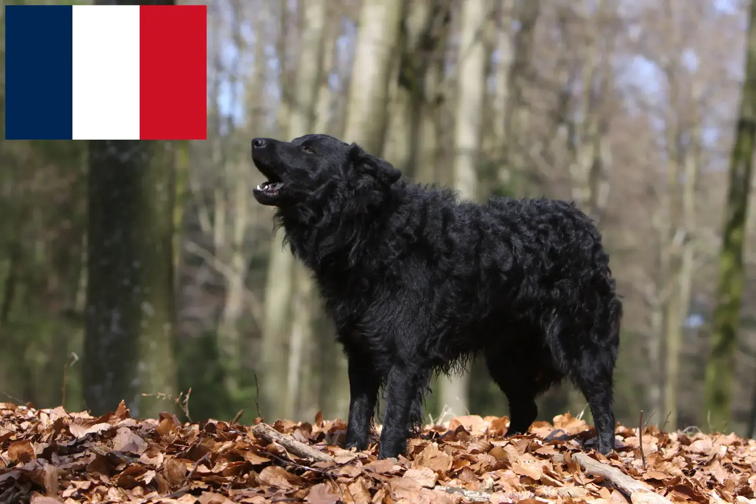 Mudi puppies and breeders France Here you can find Mudi's breeders in France.