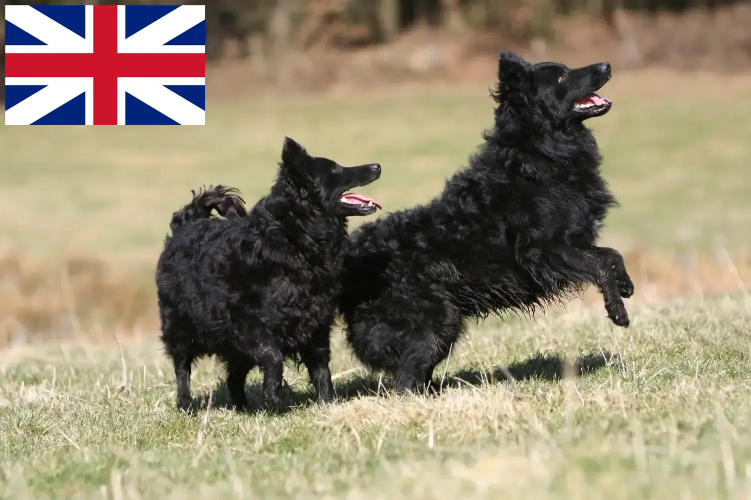 Mudi puppies and breeders Great Britain Here you can find Mudi breeders in Great Britain.