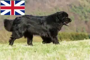 Read more about the article Newfoundland breeders and puppies in Great Britain