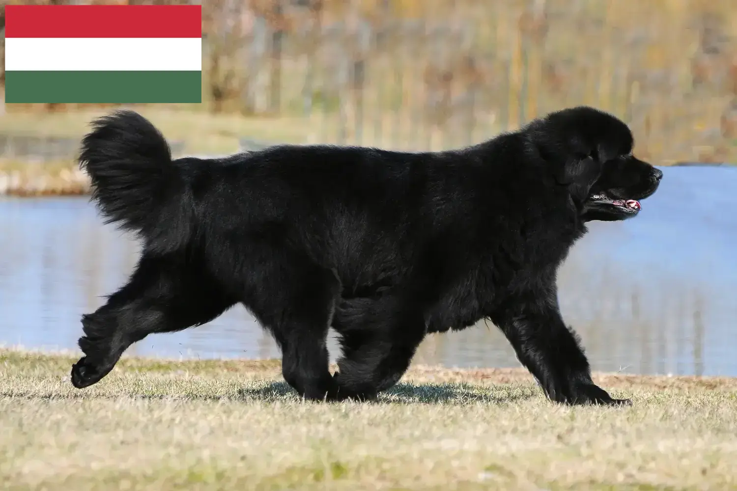 Newfoundland puppies and breeder Hungary Here you can find Newfoundland breeders in Hungary.