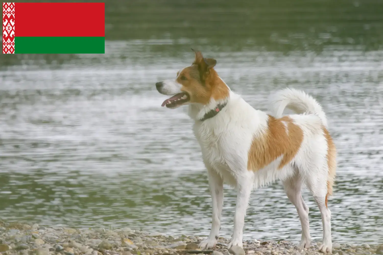 Norrbottenspitz puppies and breeders Belarus Here you can find Norrbottenspitz breeders in Belarus.