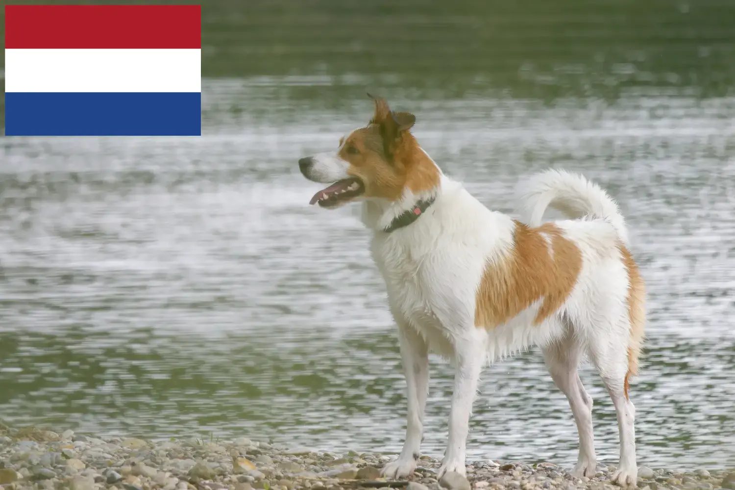 Norrbottenspitz puppies and breeders Netherlands Here you can find Norrbottenspitze breeders in the Netherlands.