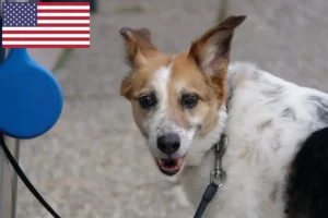 Read more about the article Norrbottenspitz breeders and puppies in the USA