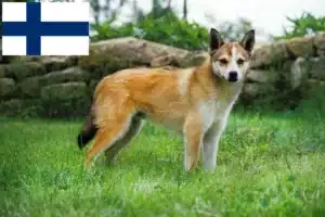 Read more about the article Norwegian Lundehund breeders and puppies in Finland