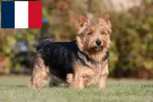Read more about the article Norwich Terrier breeders and puppies in France