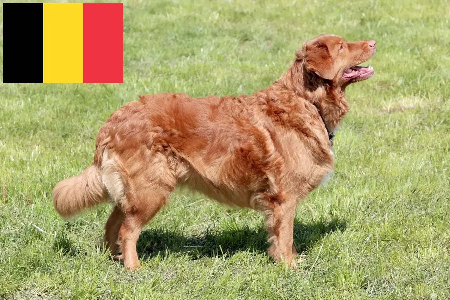 Read more about the article Nova Scotia Duck Tolling Retriever breeders and puppies in Belgium