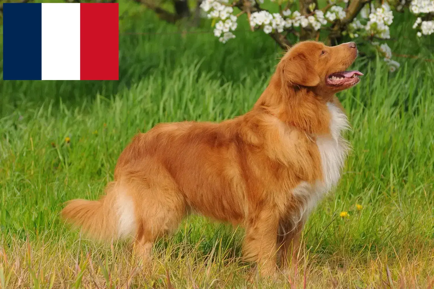 Read more about the article Nova Scotia Duck Tolling Retriever breeders and puppies in France