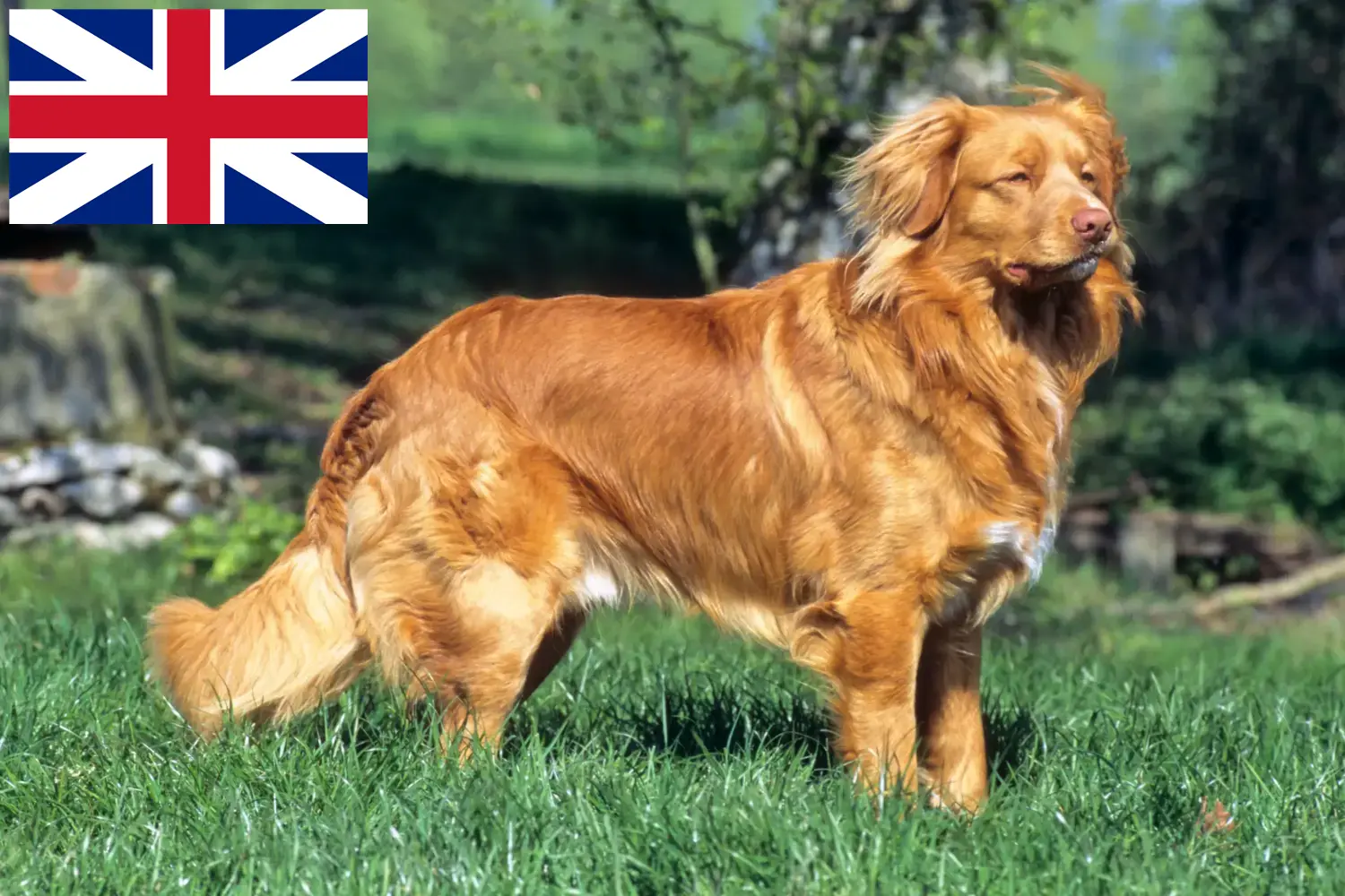 Nova Scotia Duck Tolling Retriever puppies and breeders Great Britain Find Nova Scotia Duck Tolling Retriever breeders in the UK here.
