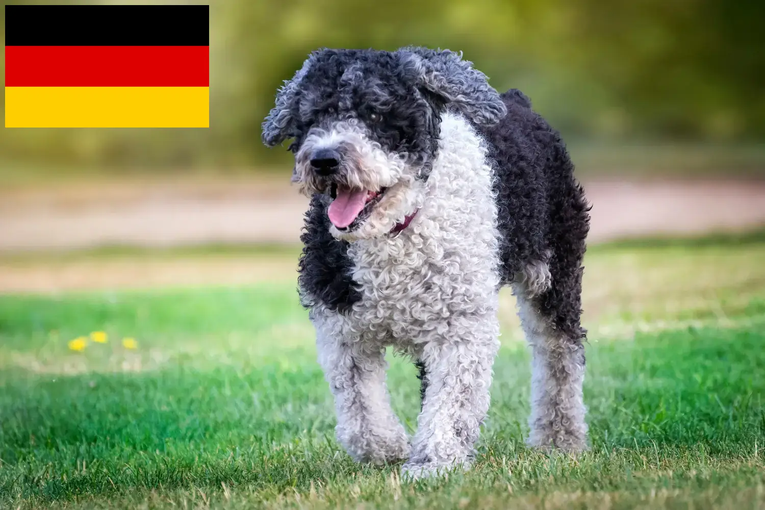 Perro de Agua Español puppies and breeders Germany Here you can find Perro de Agua Españols breeders in Germany.