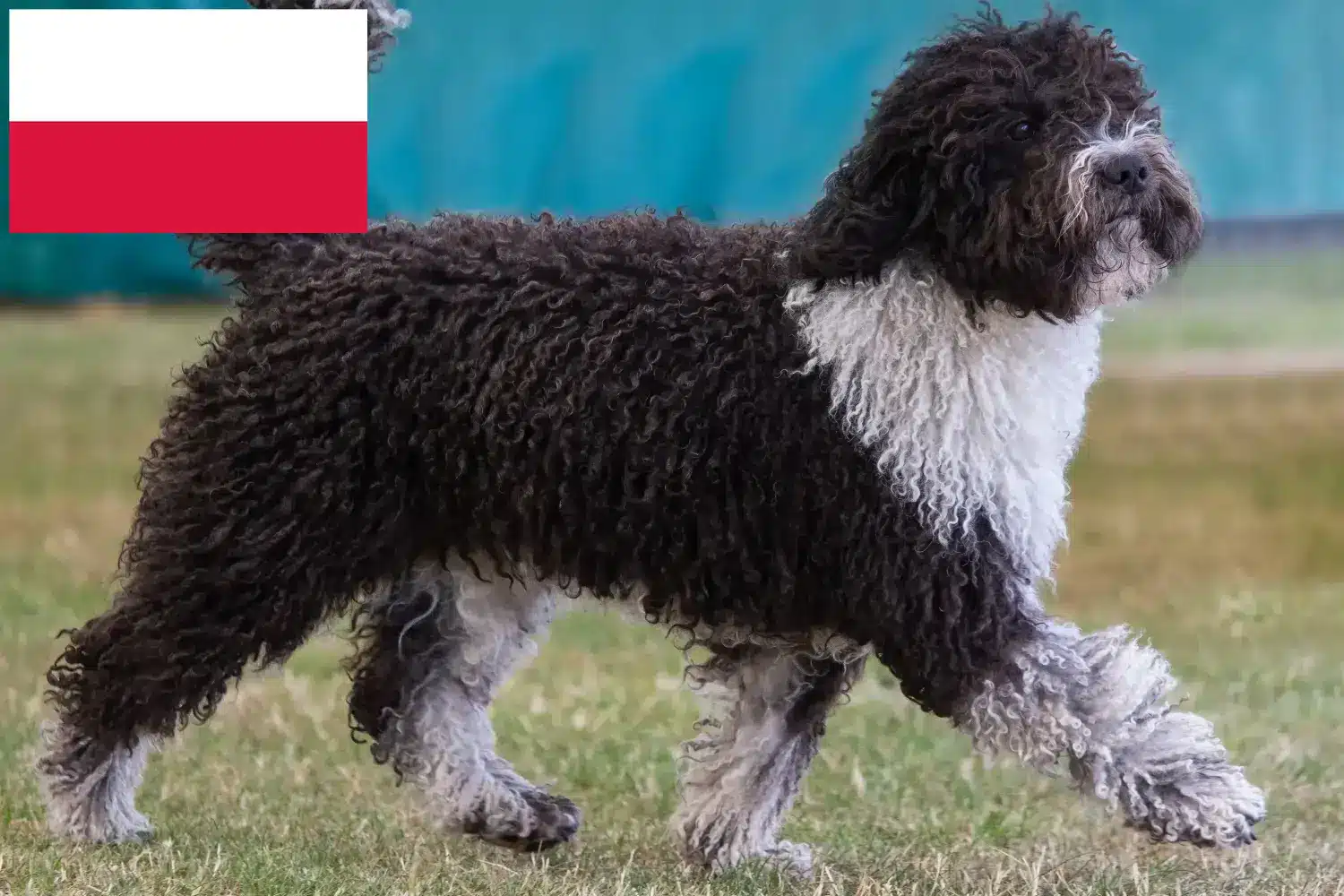 Perro de Agua Español puppies and breeders Poland Here you can find Perro de Agua Españols breeders in Poland.