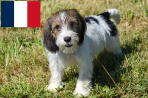 Read more about the article Petit Basset Griffon Vendéen breeders and puppies in France