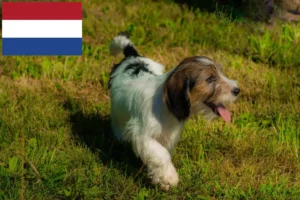 Read more about the article Petit Basset Griffon Vendéen breeders and puppies in the Netherlands