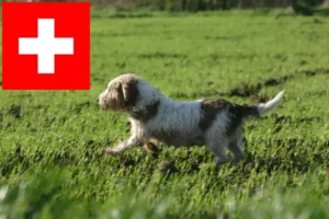 Read more about the article Petit Basset Griffon Vendéen breeders and puppies in Switzerland