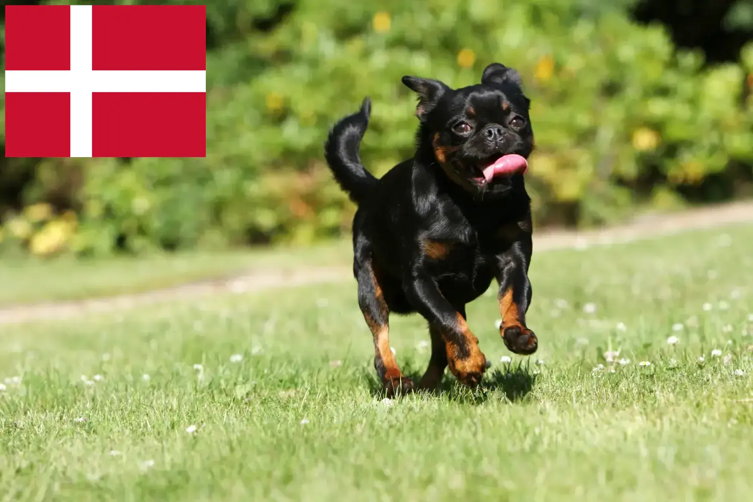 Petit Brabançon puppies and breeders Denmark Here you can find Petit Brabançons breeders in Denmark.