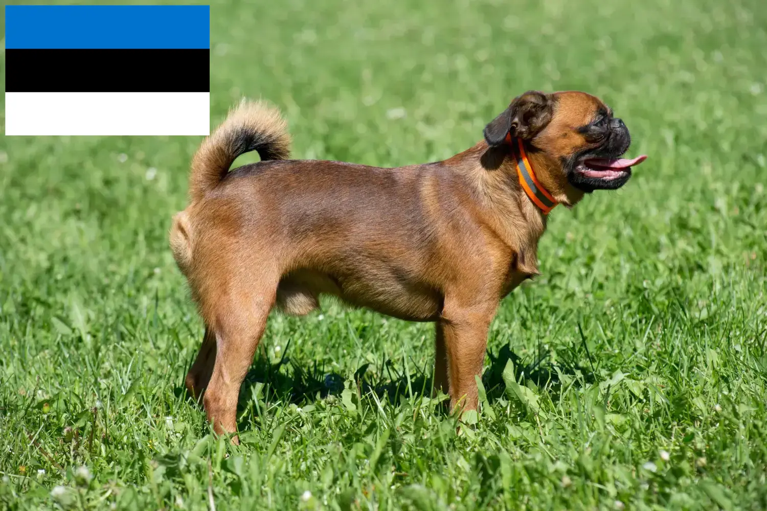 Petit Brabançon puppies and breeders Estonia Here you can find Petit Brabançons breeders in Estonia.