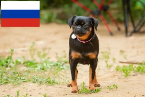 Read more about the article Petit Brabançon breeders and puppies in Russia