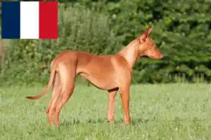 Read more about the article Pharaoh Hound breeders and puppies in France