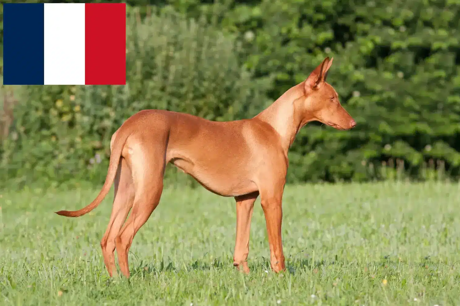 Read more about the article Pharaoh Hound breeders and puppies in France